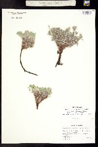 Image of Oreocarya osterhoutii