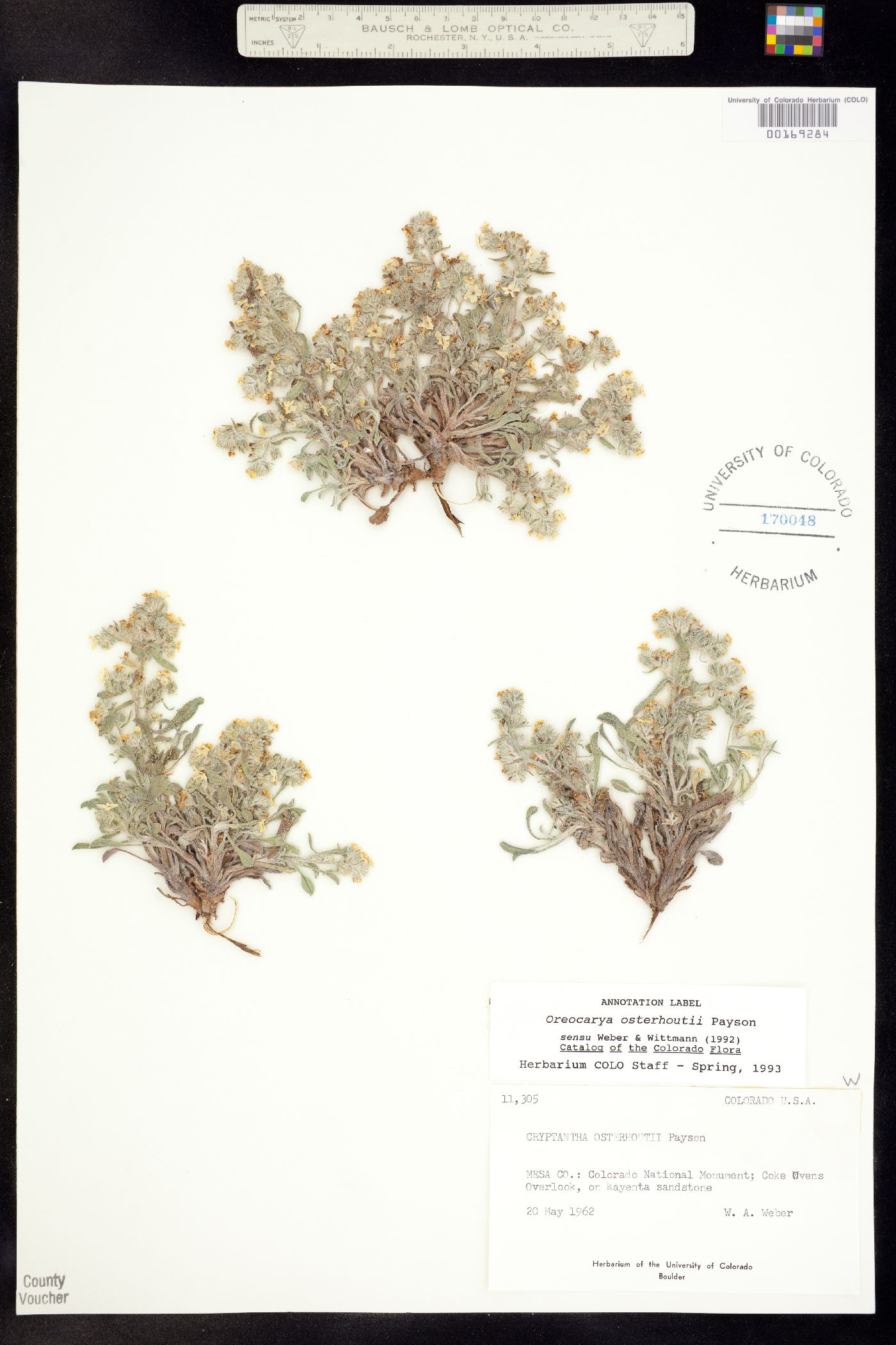 Cryptantha osterhoutii image