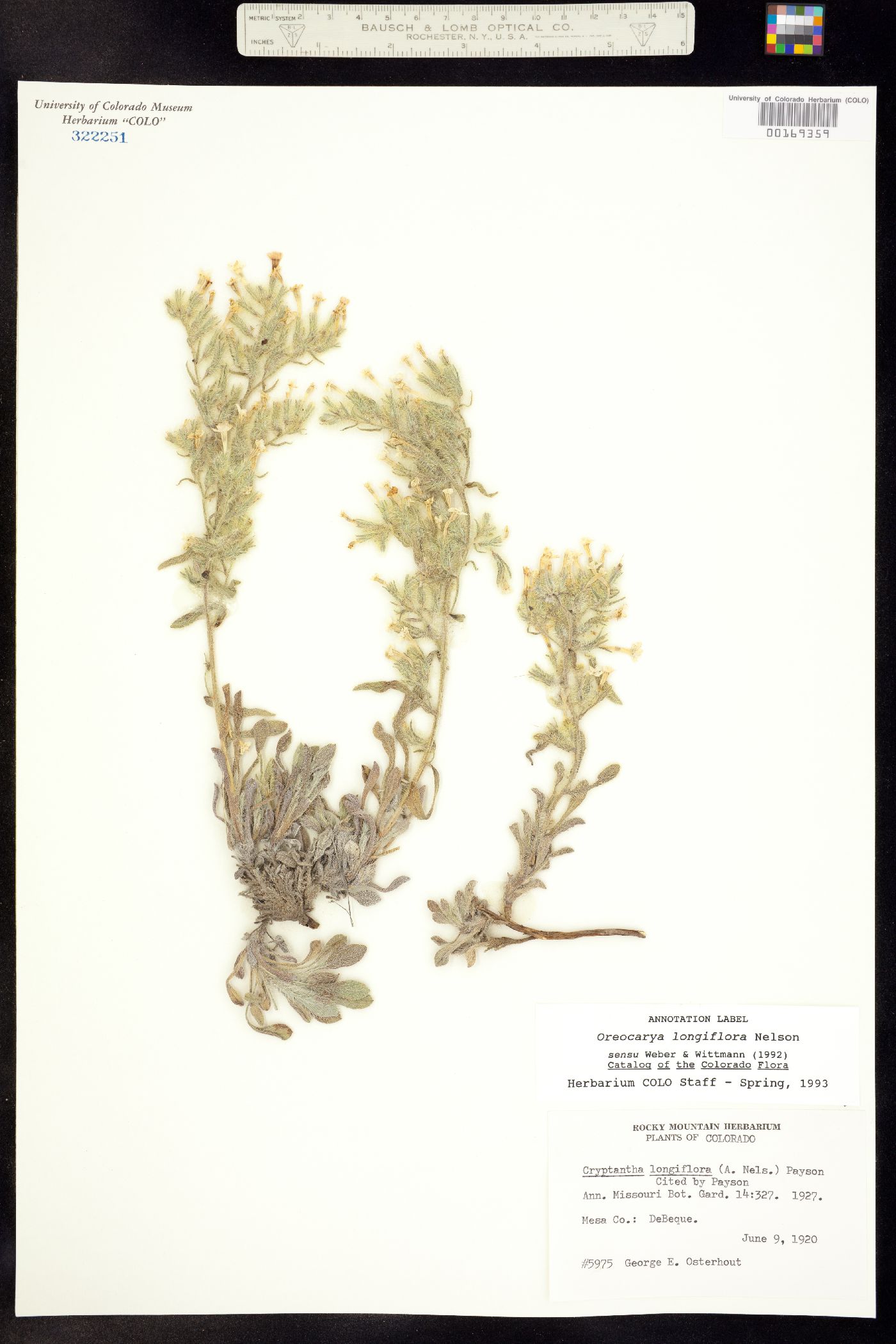Cryptantha longiflora image