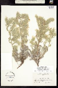 Cryptantha longiflora image