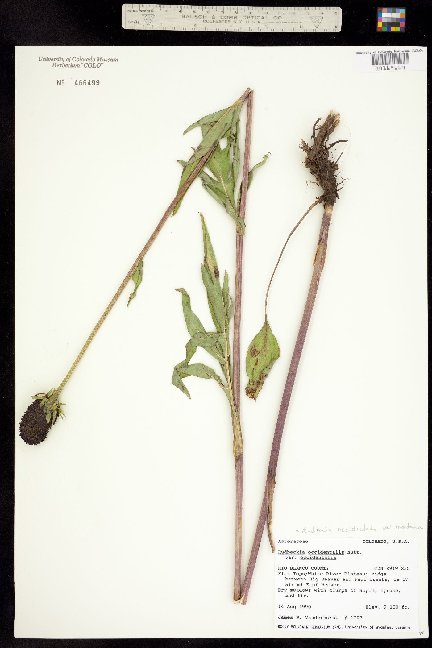 Rudbeckia occidentalis image