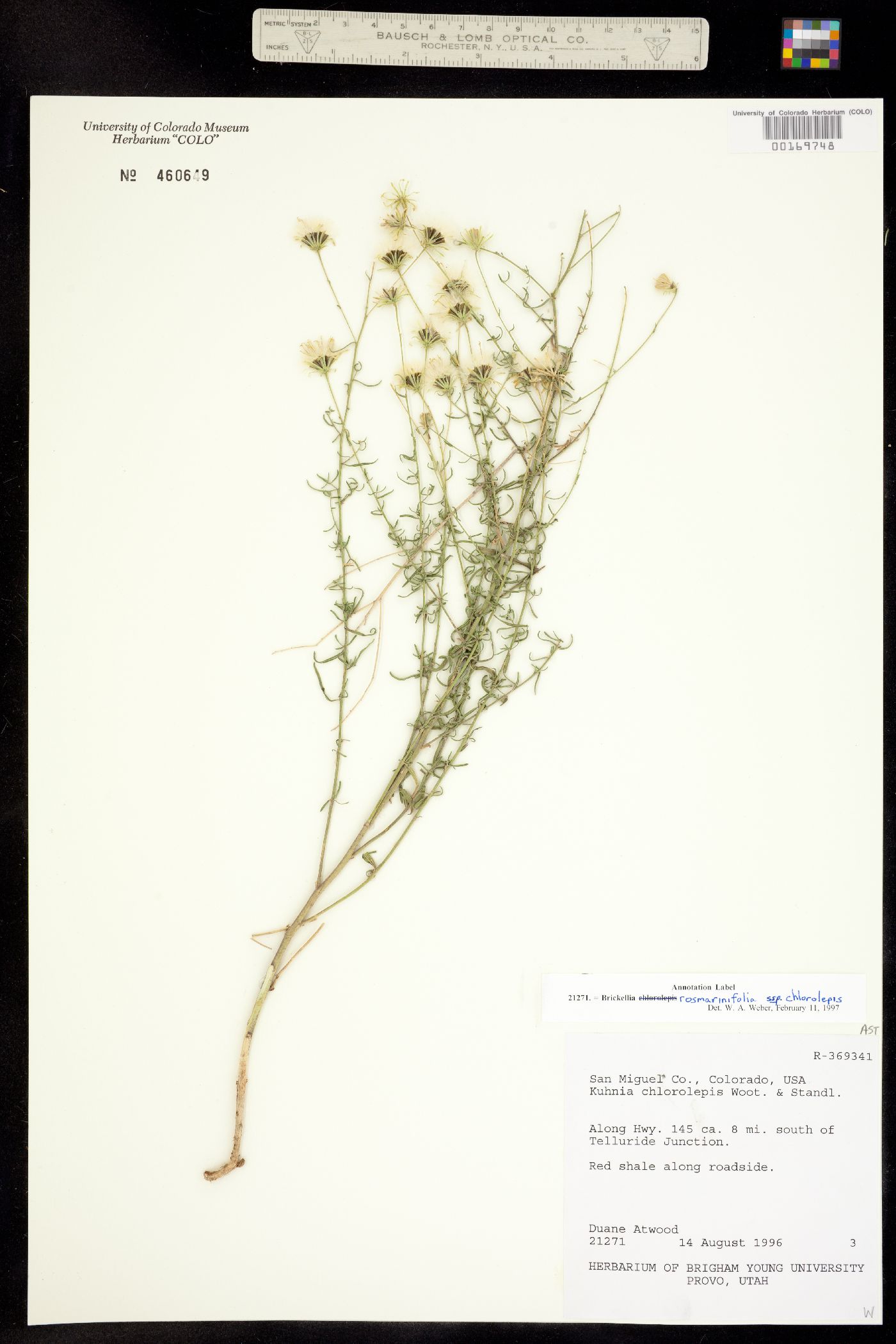 Brickellia eupatorioides var. chlorolepis image