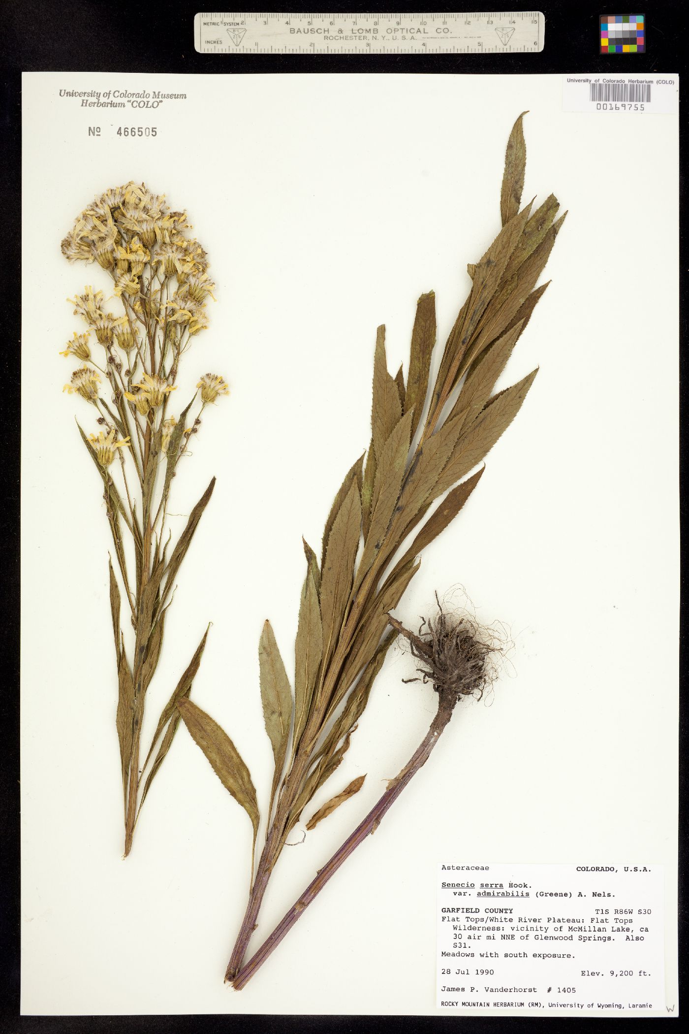 Senecio serra var. admirabilis image