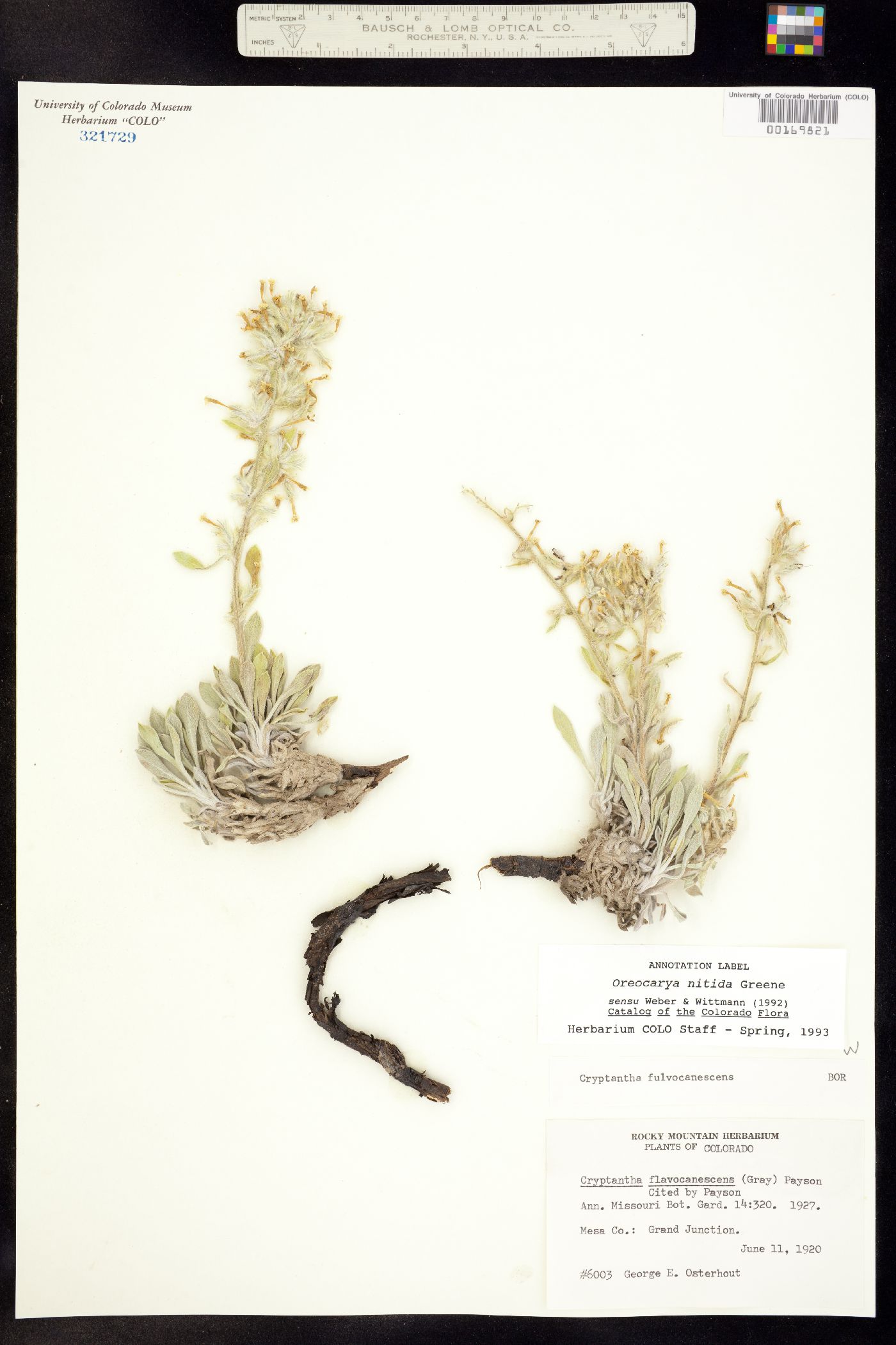 Cryptantha fulvocanescens image