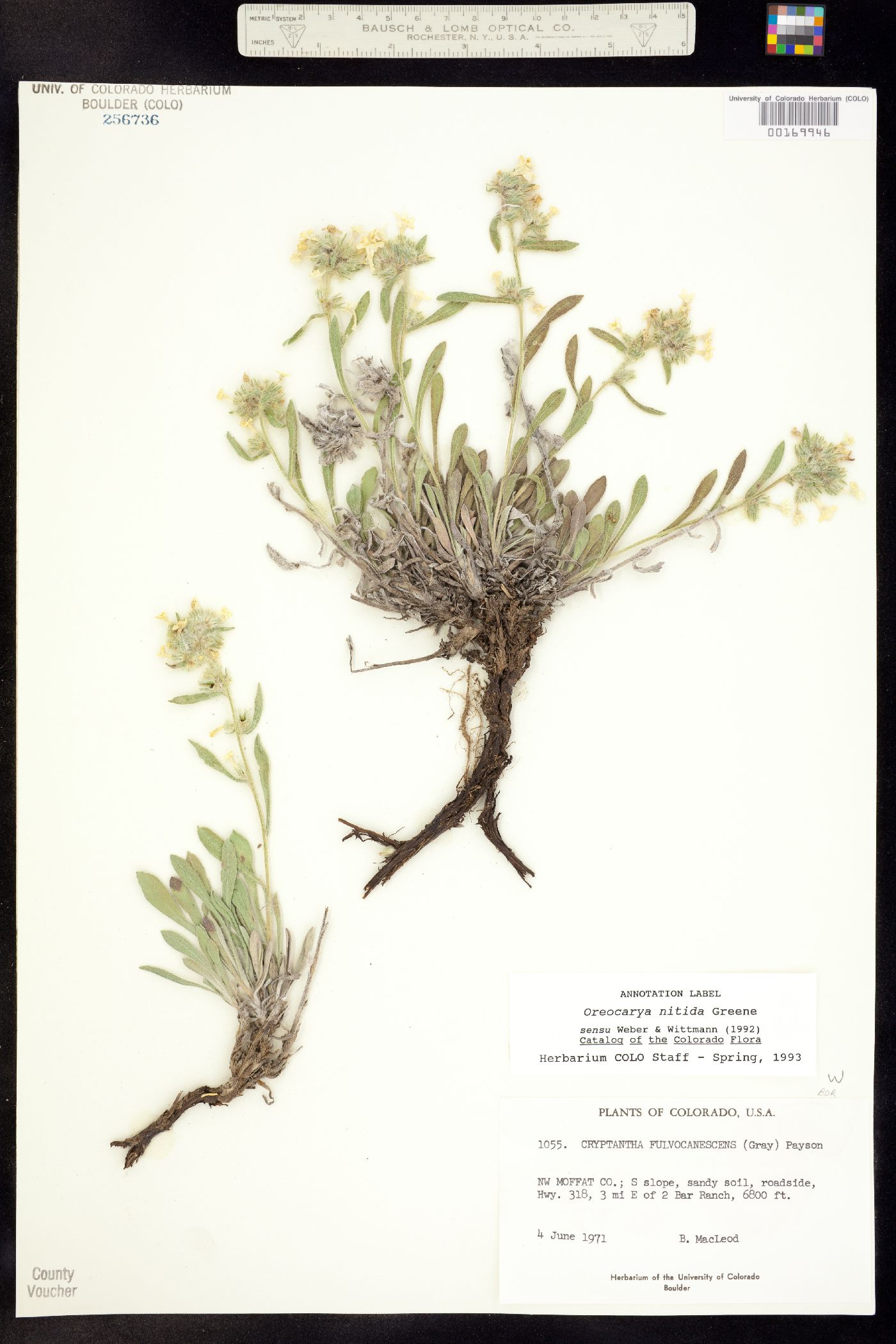 Oreocarya nitida image