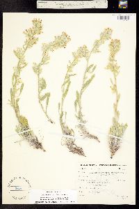 Cryptantha fulvocanescens image