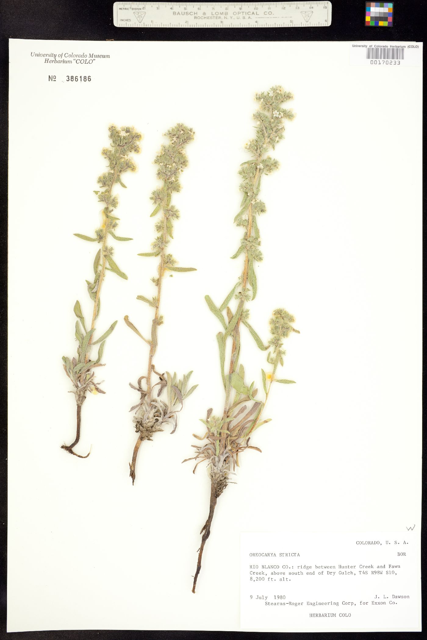 Cryptantha stricta image