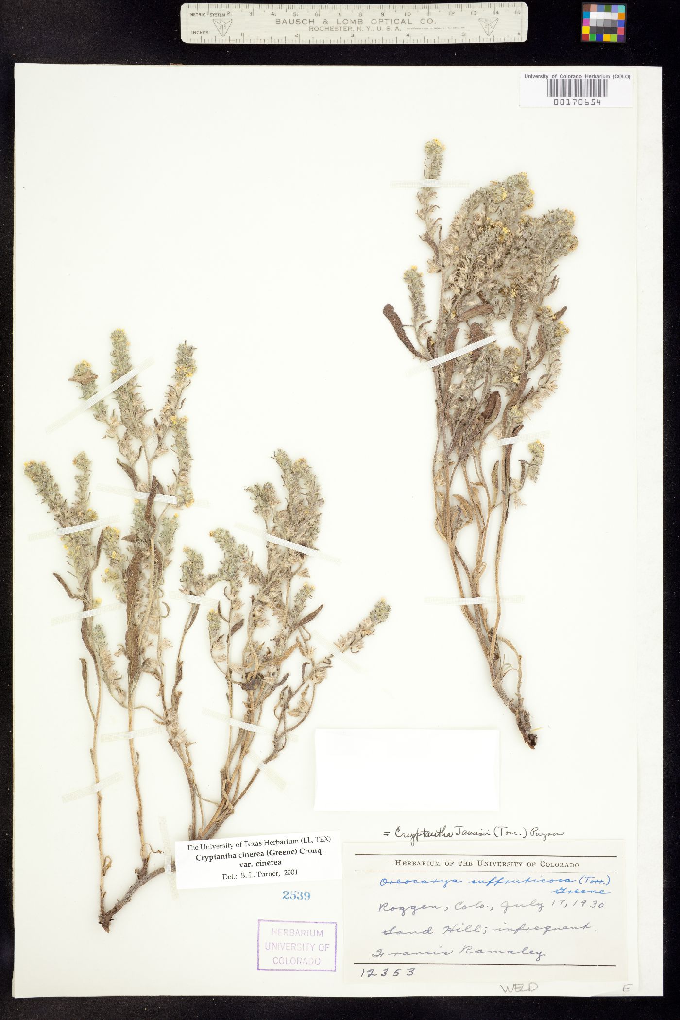 Cryptantha cinerea image