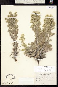 Image of Oreocarya thyrsiflora