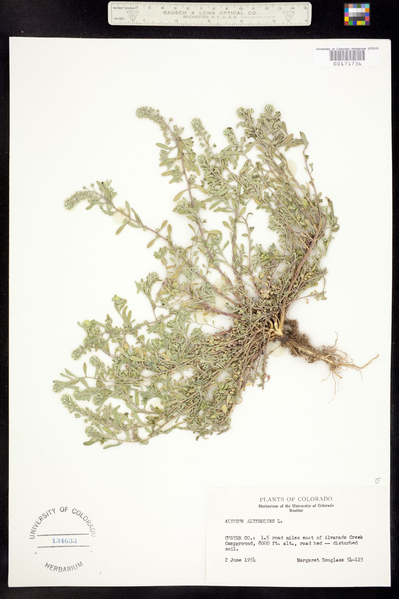 Alyssum alyssoides image