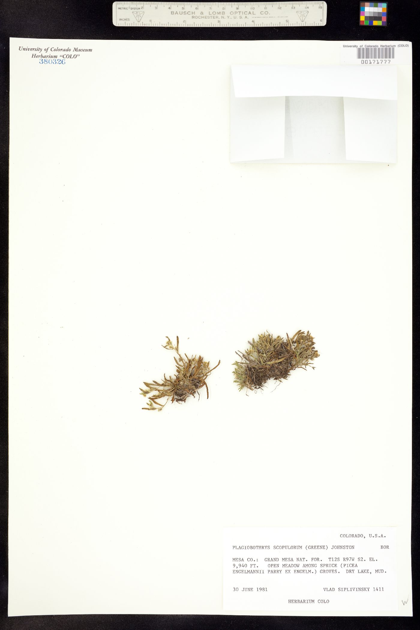 Plagiobothrys scouleri ssp. penicillata image