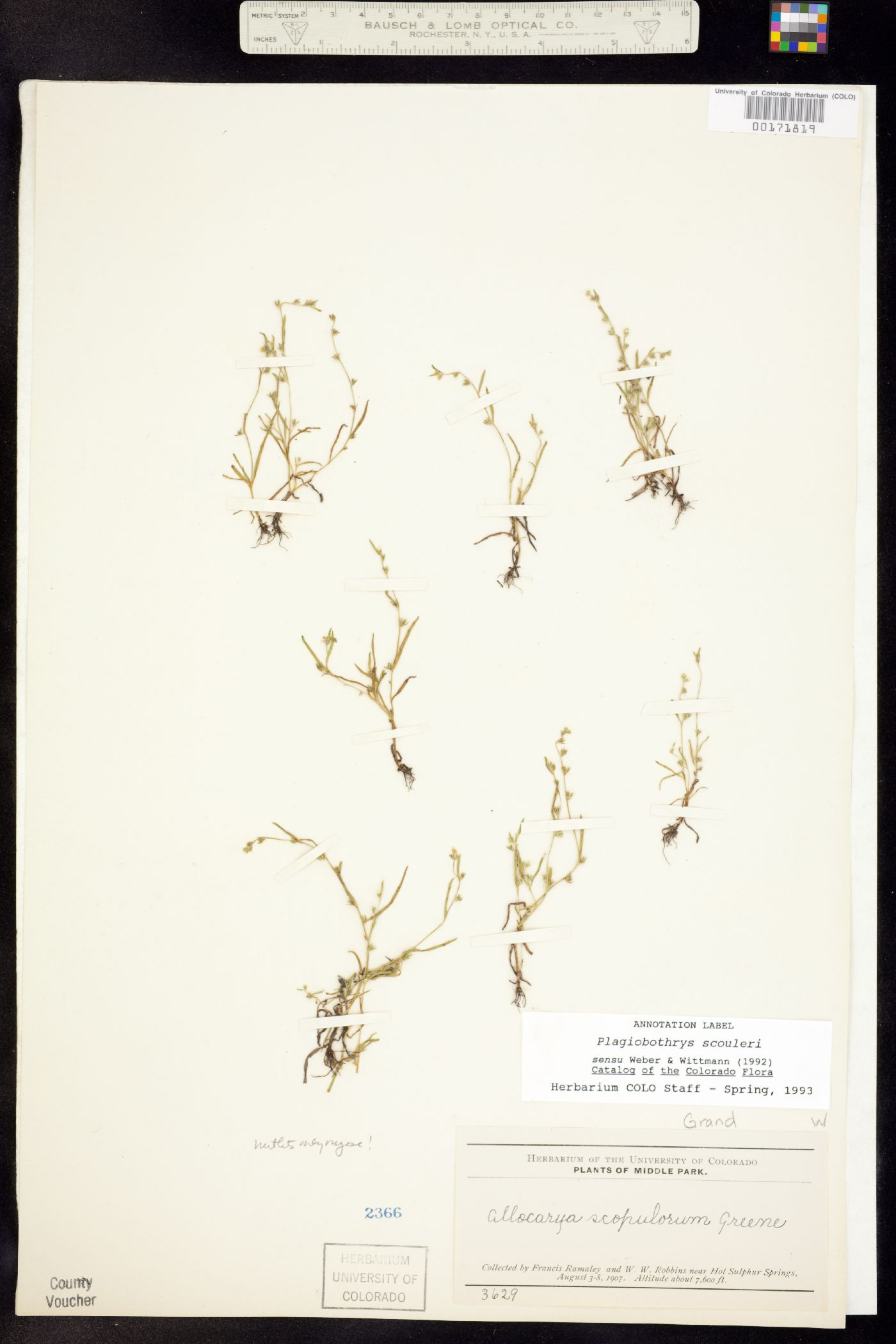 Plagiobothrys image