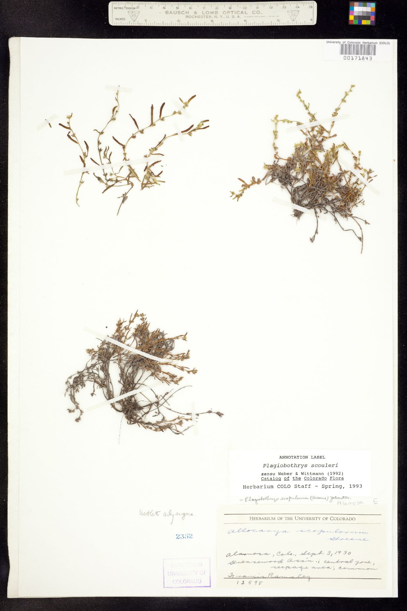 Plagiobothrys scouleri ssp. penicillata image
