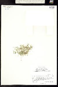 Plagiobothrys scouleri subsp. penicillata image