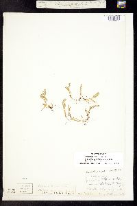 Plagiobothrys scouleri subsp. penicillata image