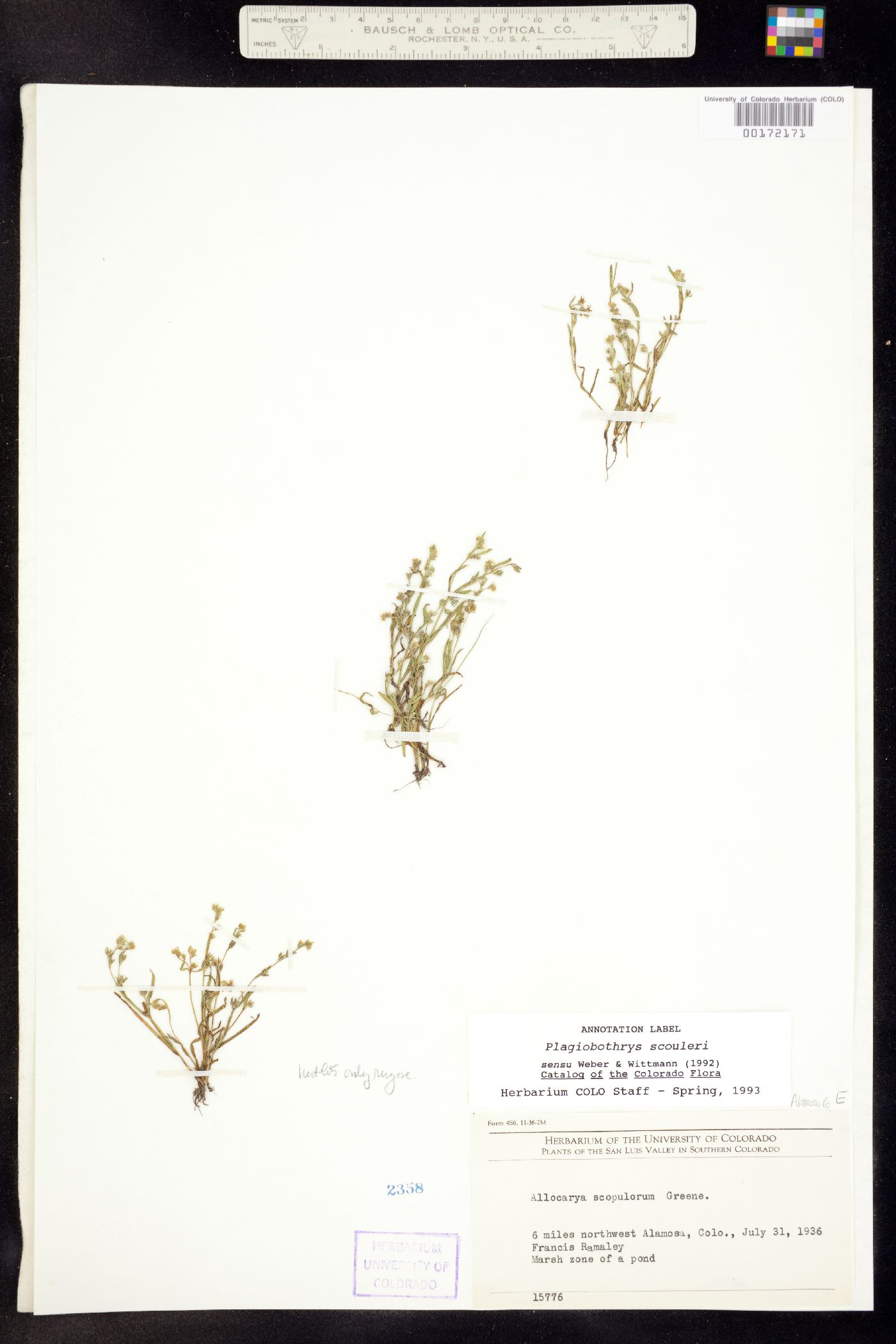 Plagiobothrys scouleri ssp. penicillata image