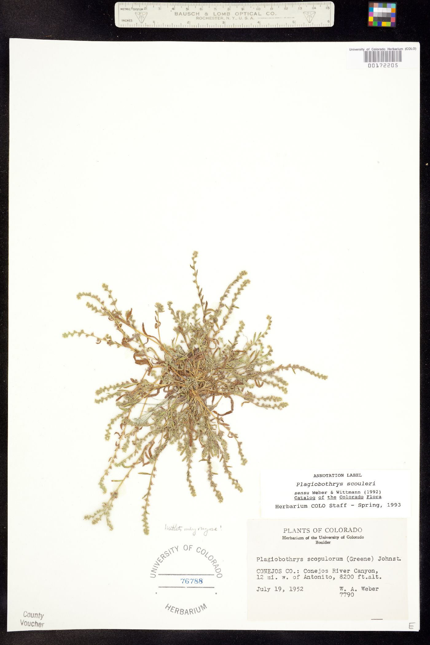 Plagiobothrys scouleri ssp. penicillata image