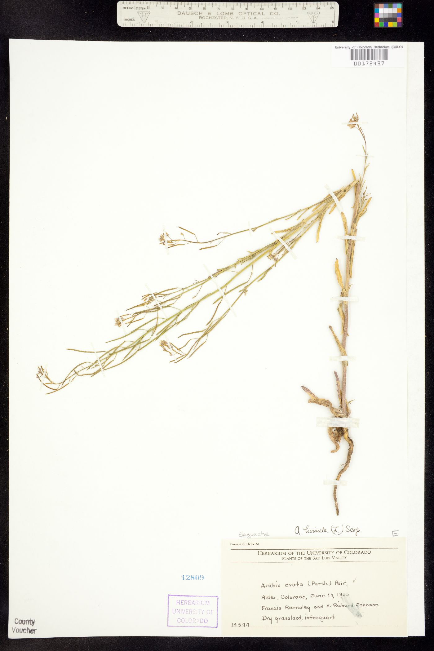Arabis hirsuta image