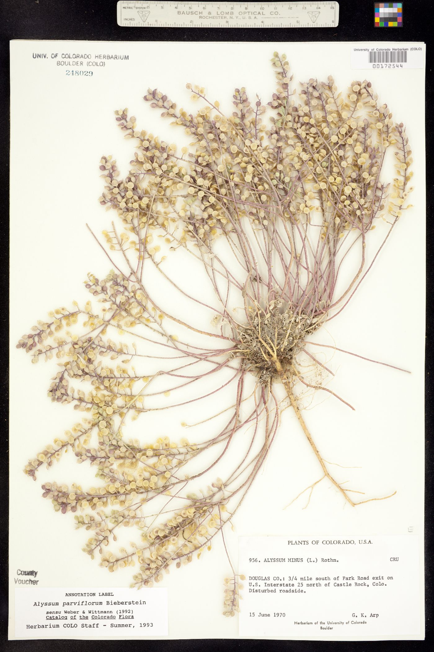 Alyssum image