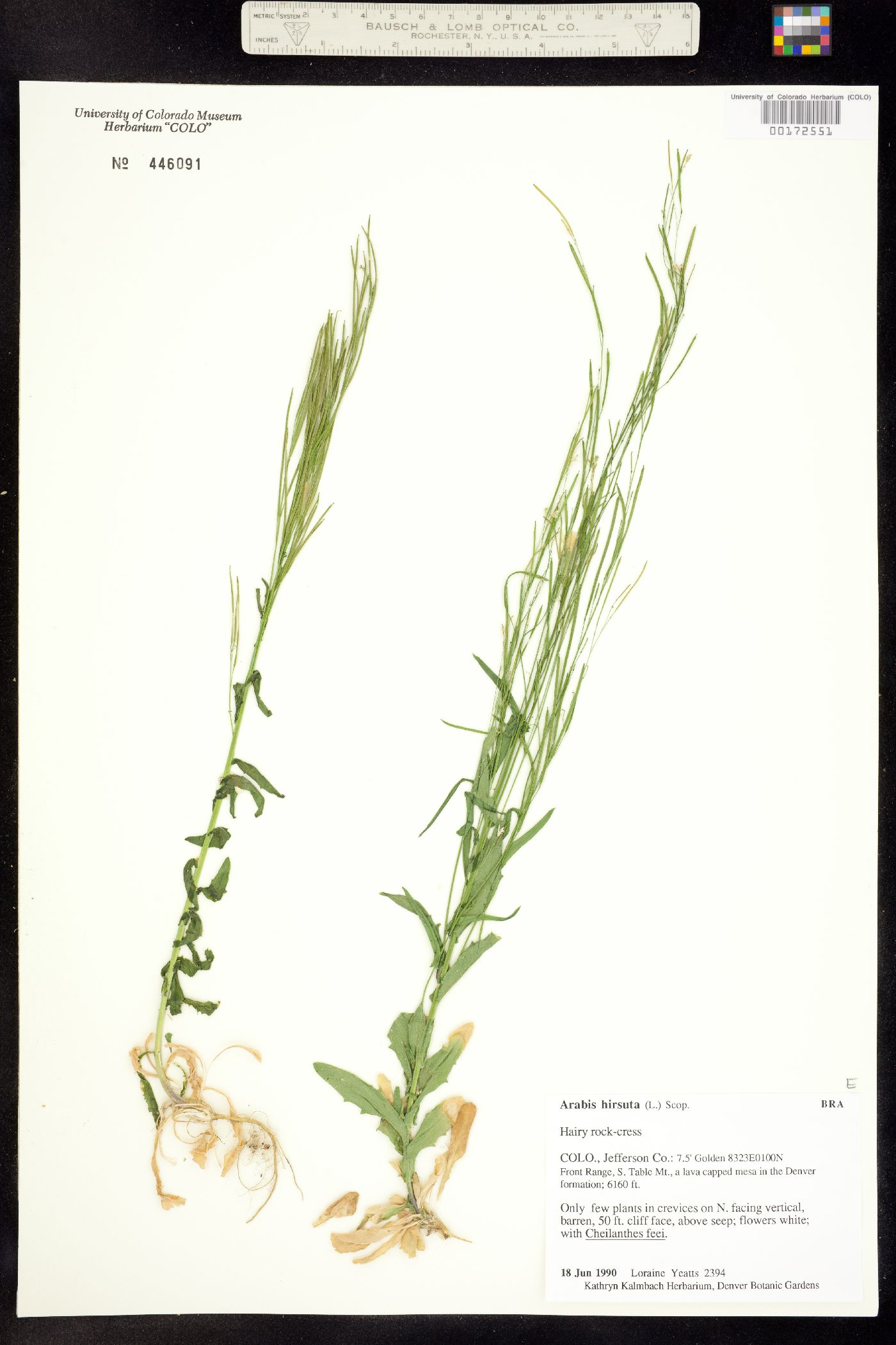 Arabis pycnocarpa image