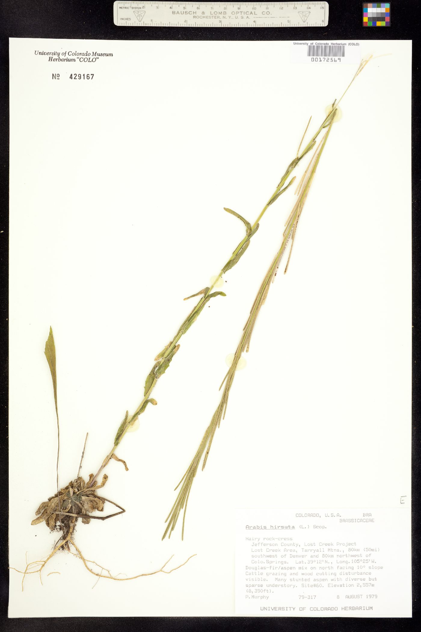 Arabis hirsuta image