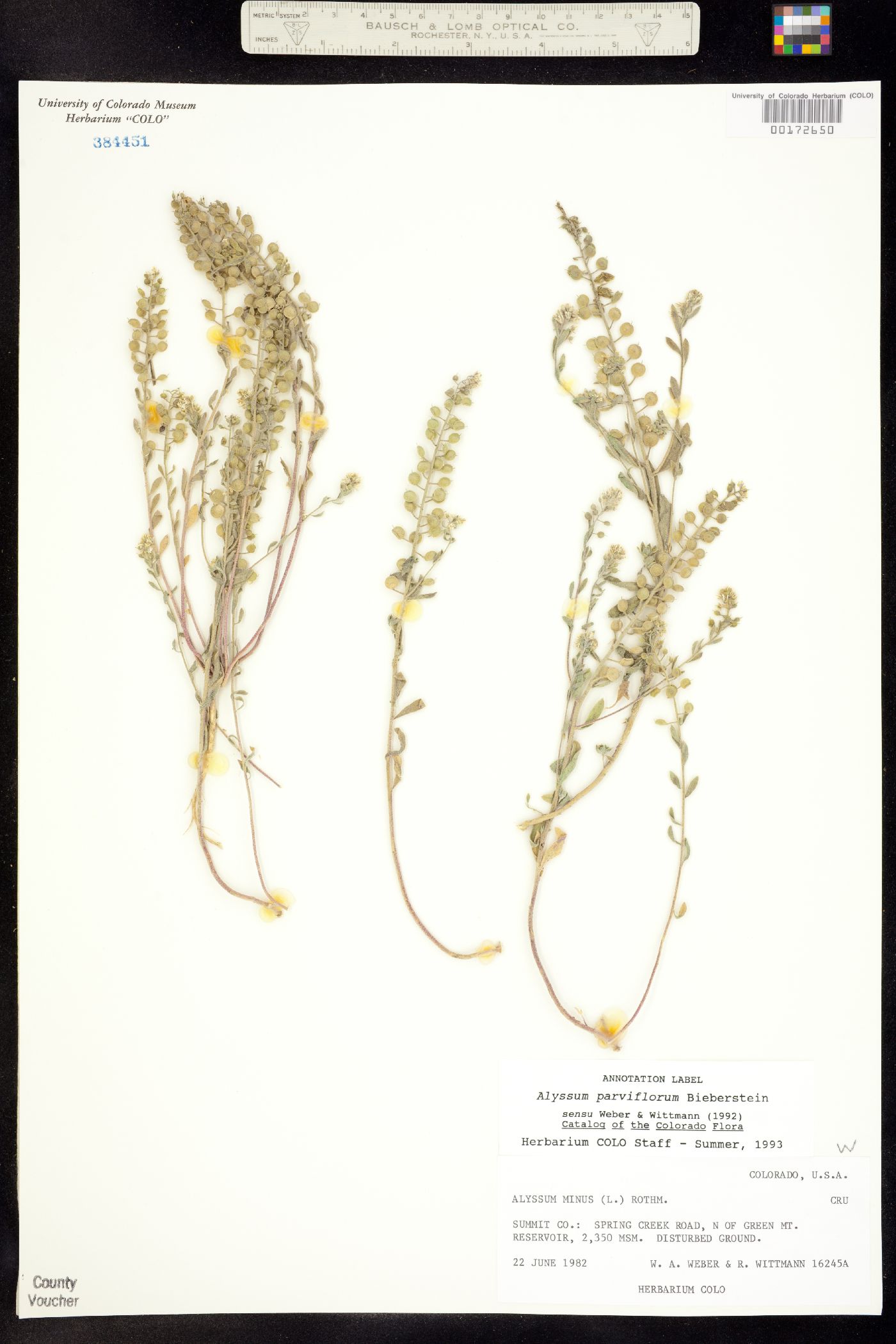 Alyssum simplex image