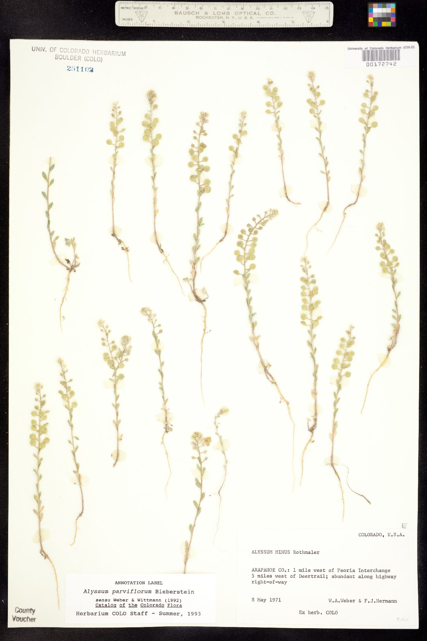 Alyssum simplex image