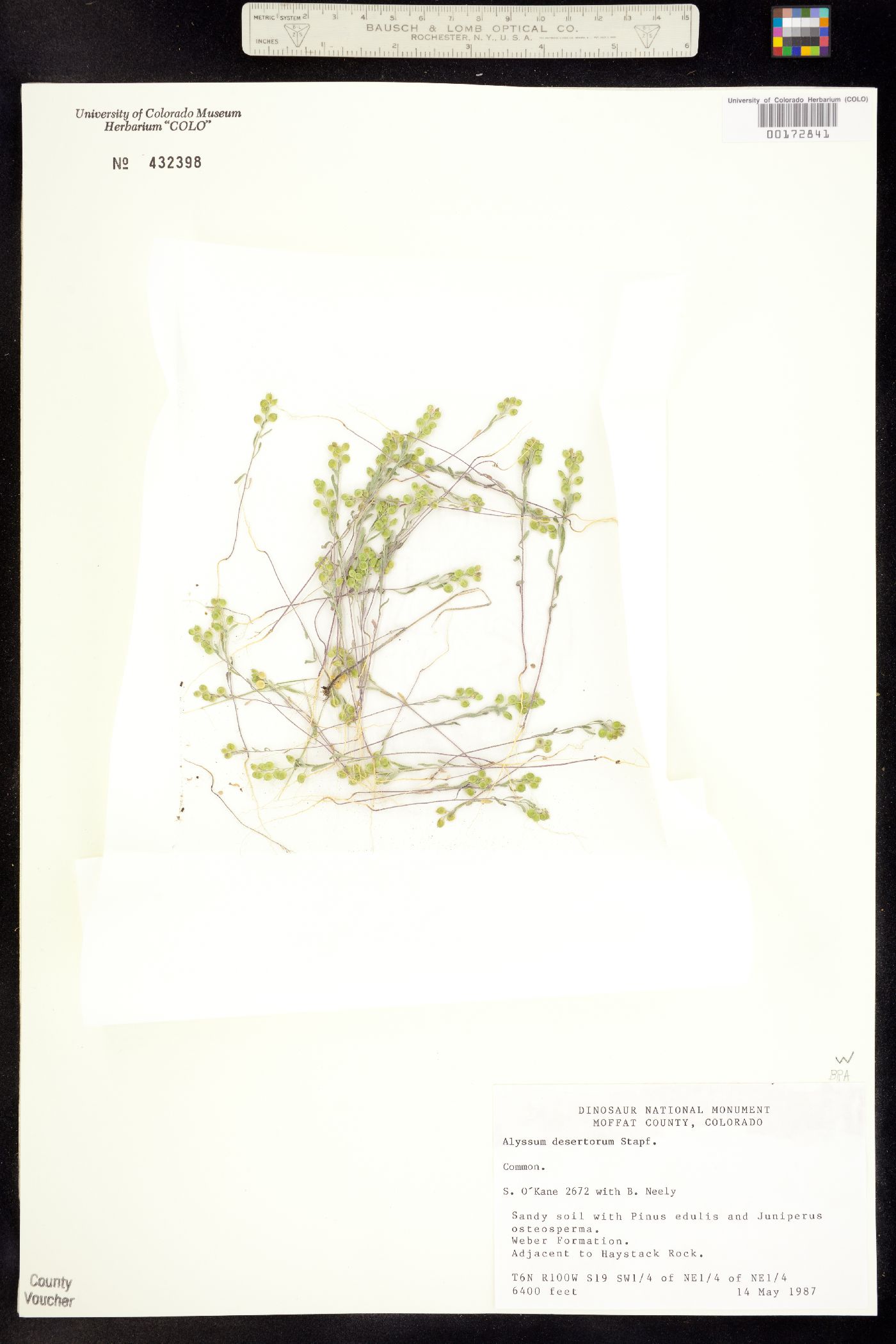 Alyssum image
