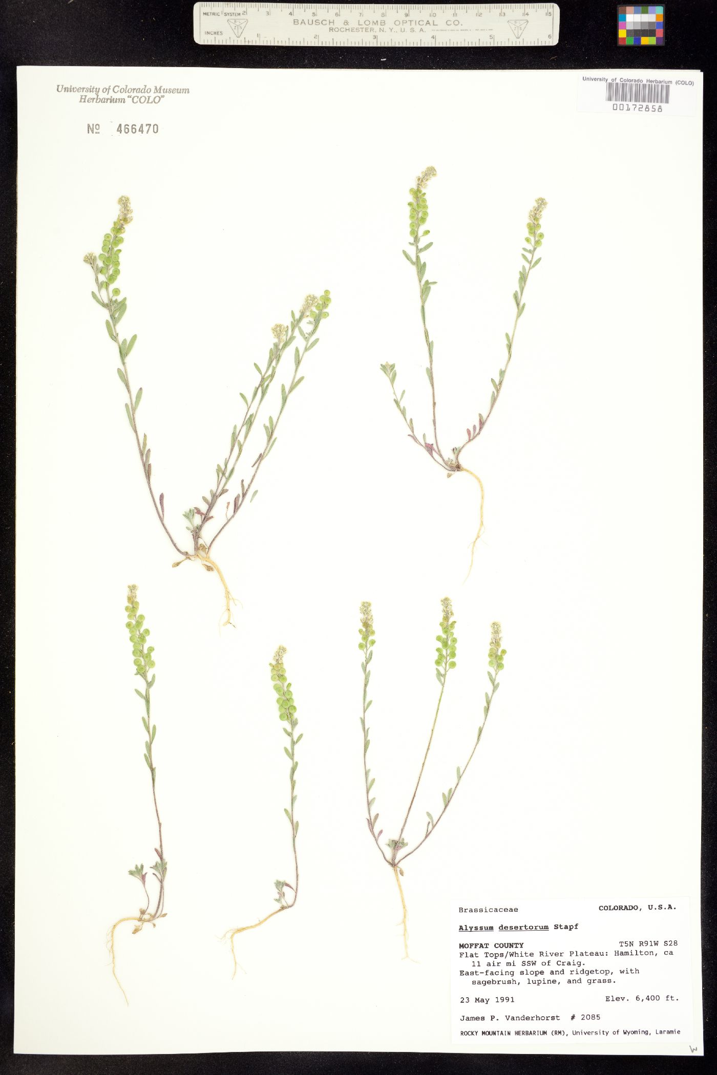 Alyssum desertorum image