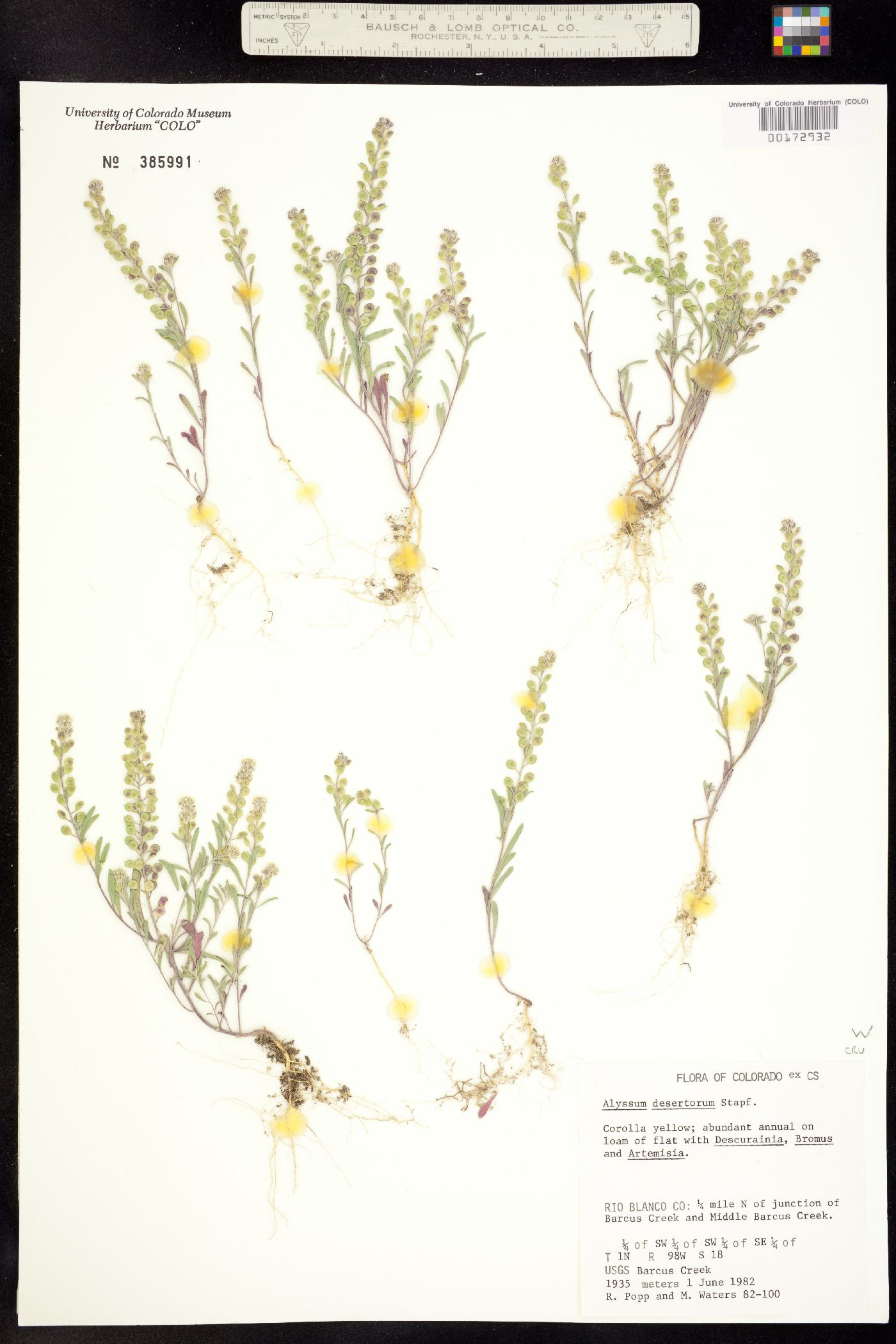 Alyssum desertorum image