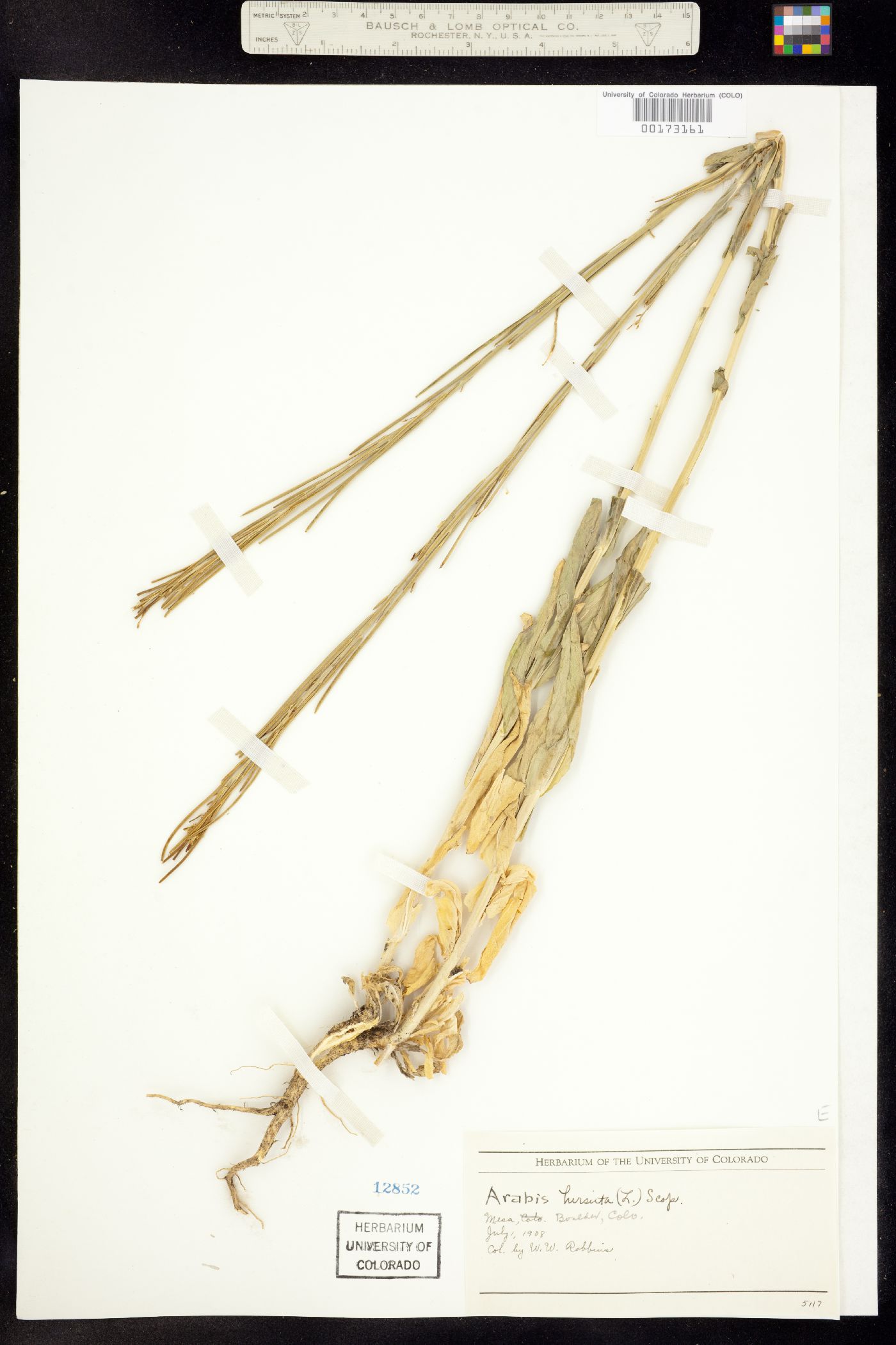 Arabis pycnocarpa var. pycnocarpa image