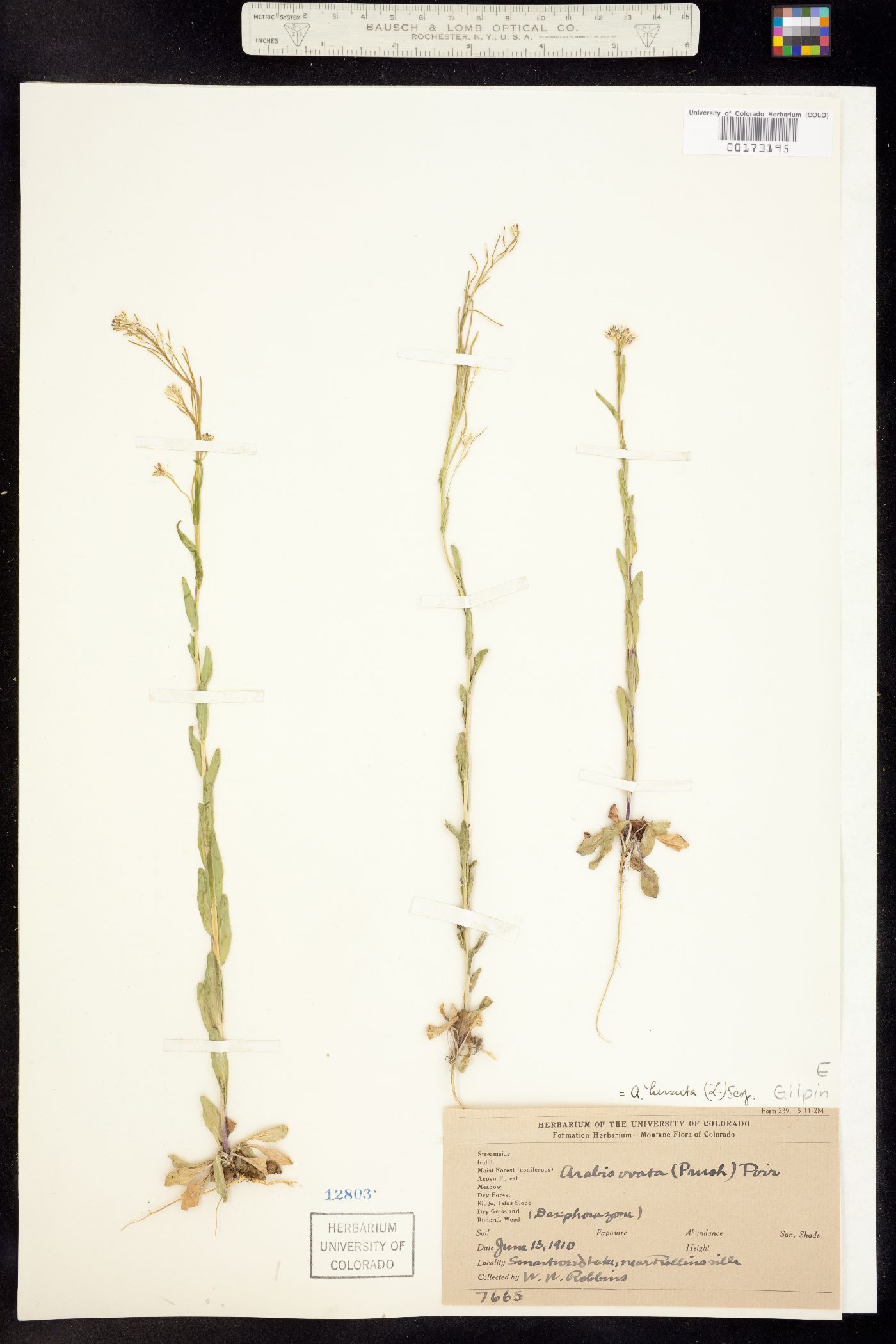 Arabis image