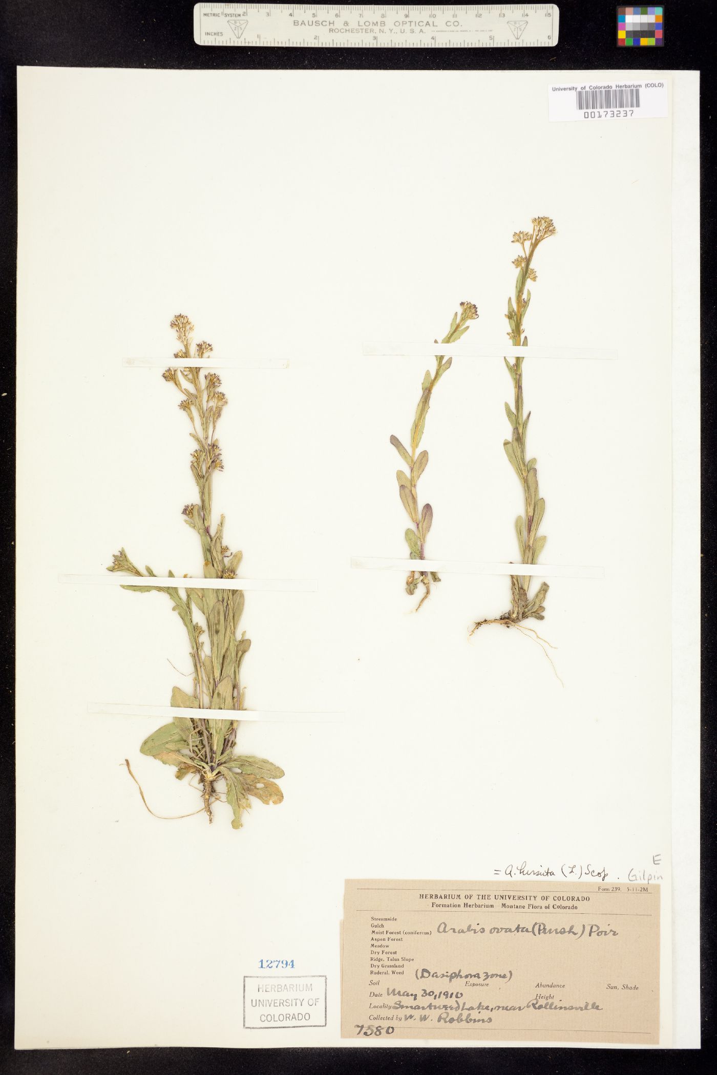 Arabis image