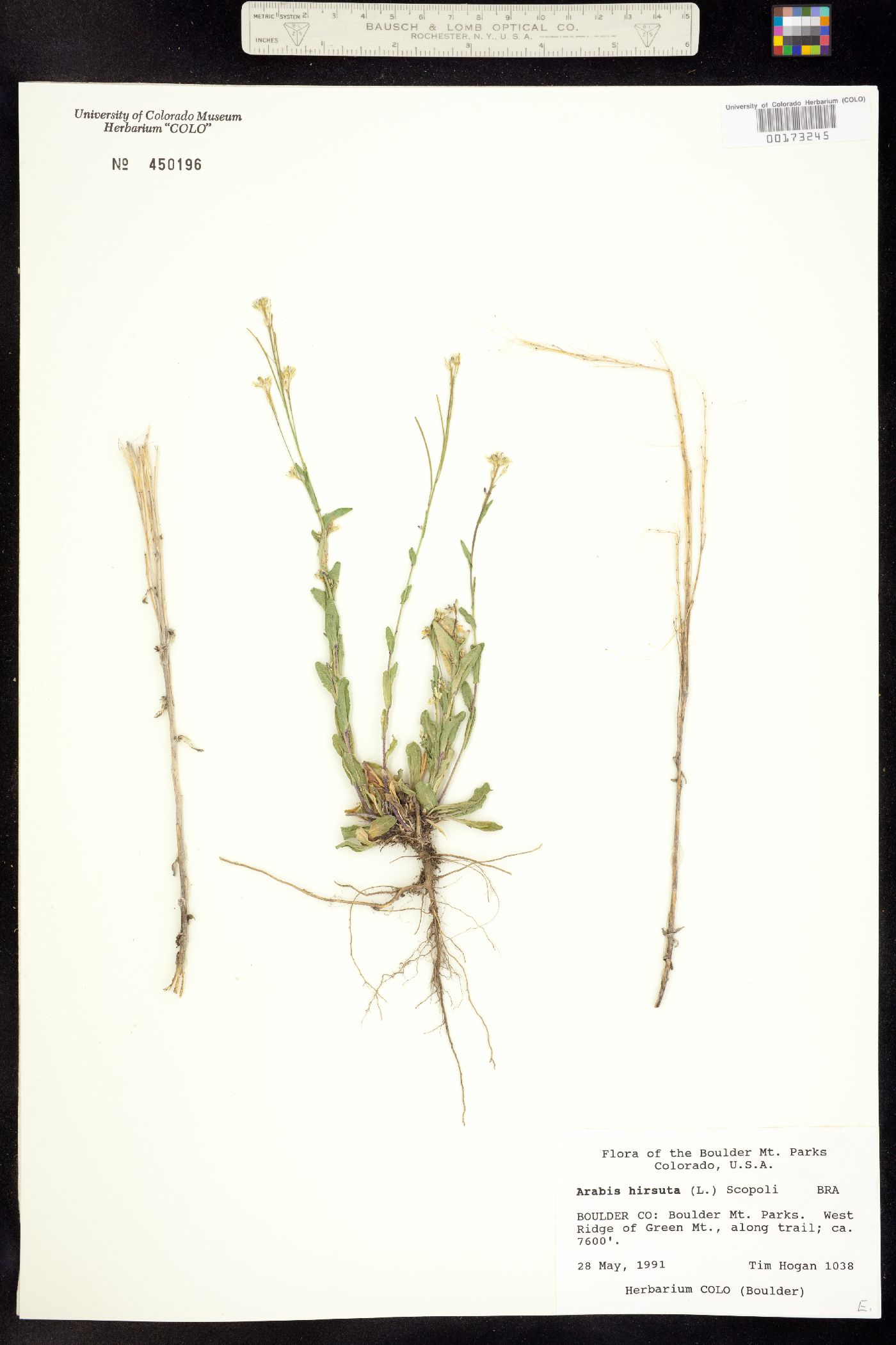 Arabis hirsuta image