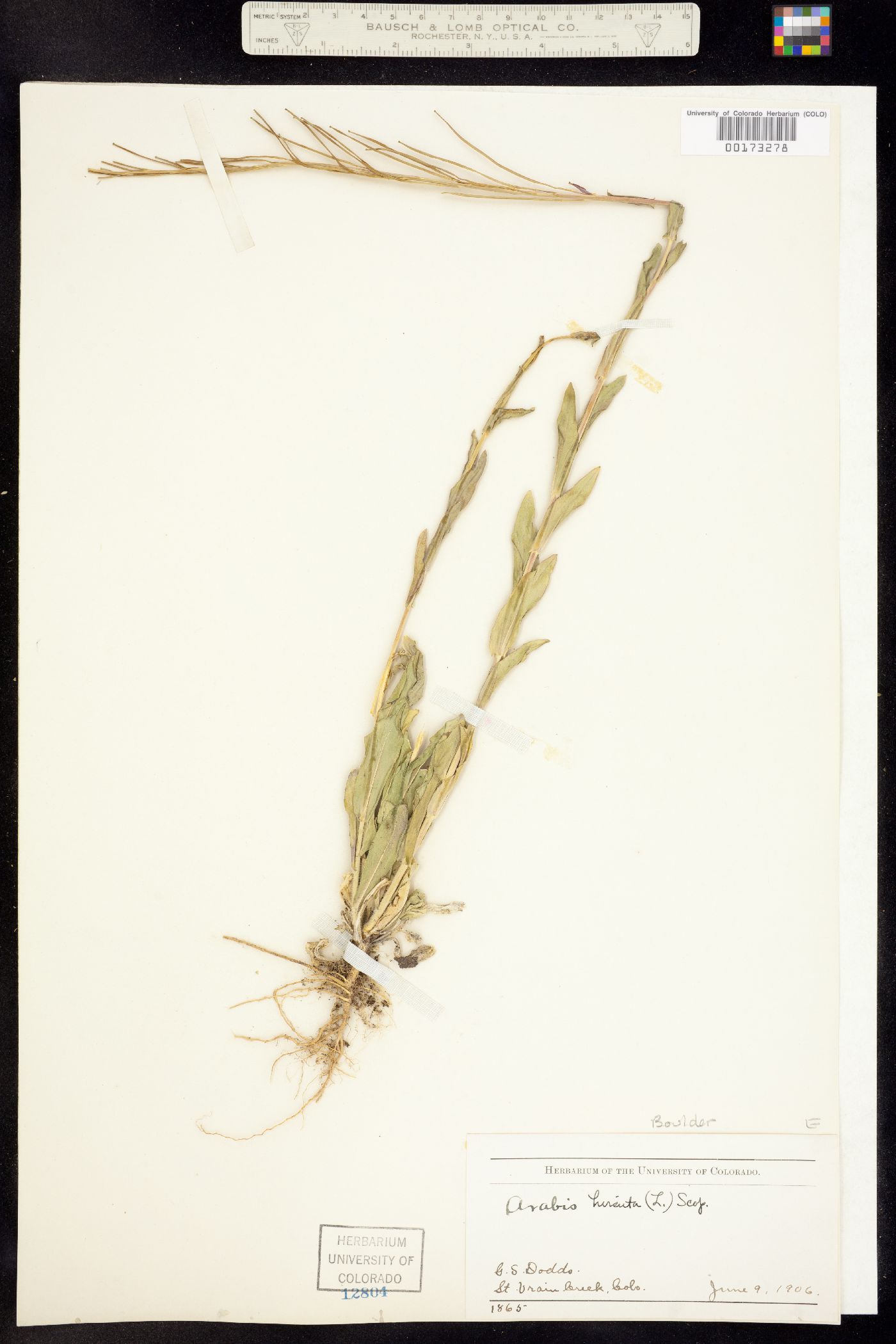 Arabis pycnocarpa var. pycnocarpa image