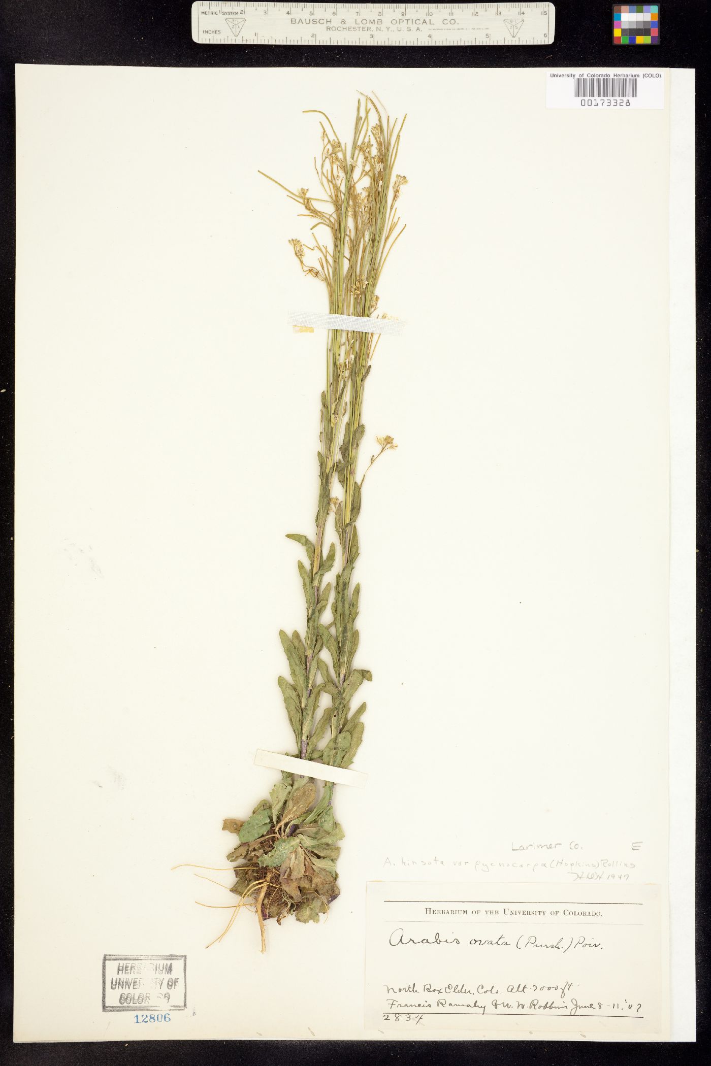 Arabis pycnocarpa var. pycnocarpa image