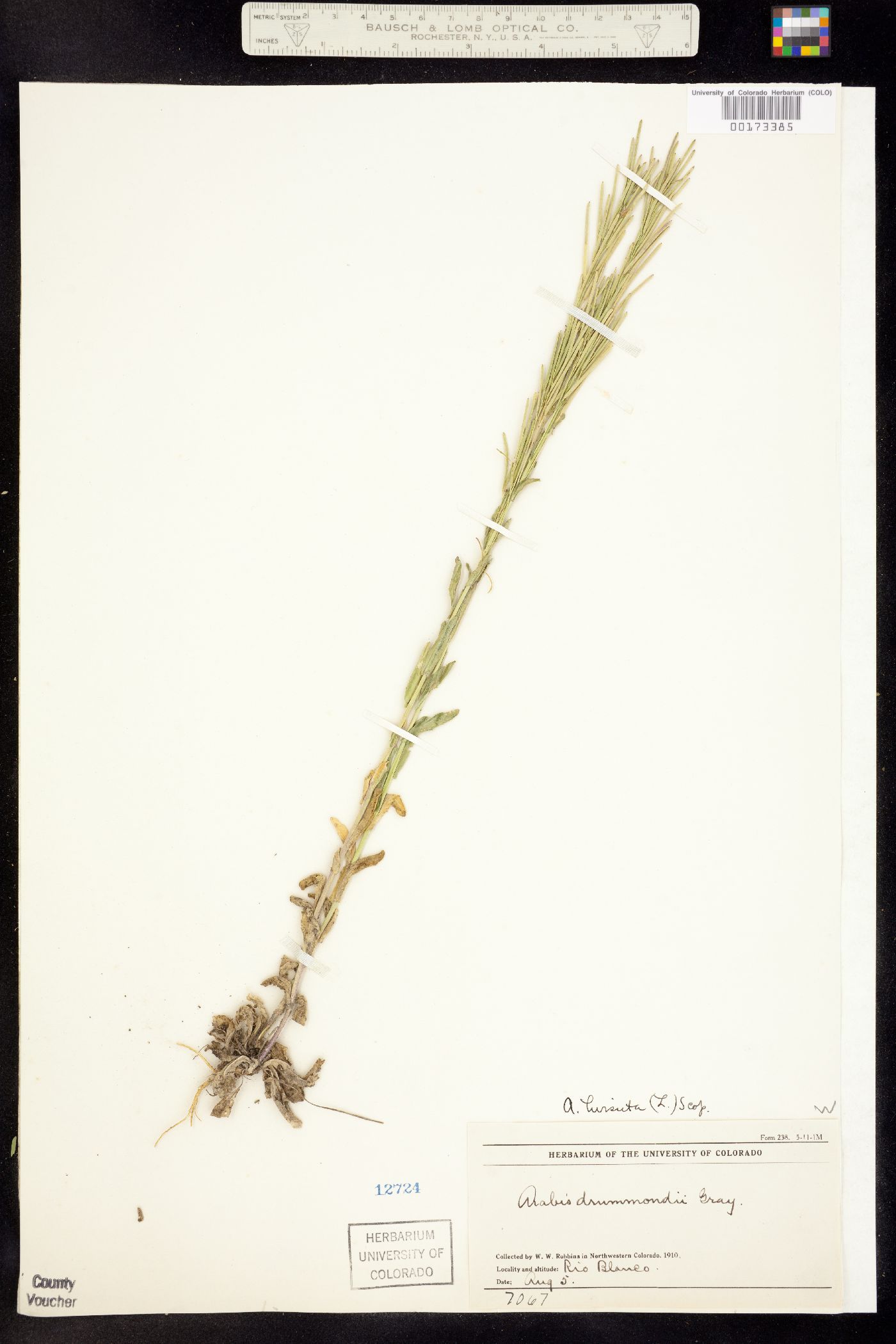Arabis pycnocarpa var. pycnocarpa image