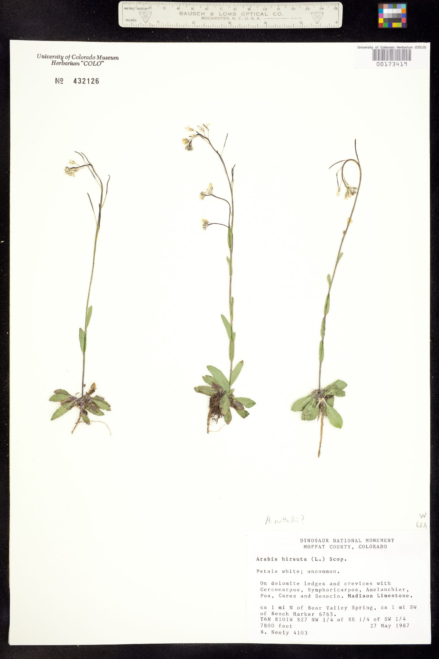 Arabis image