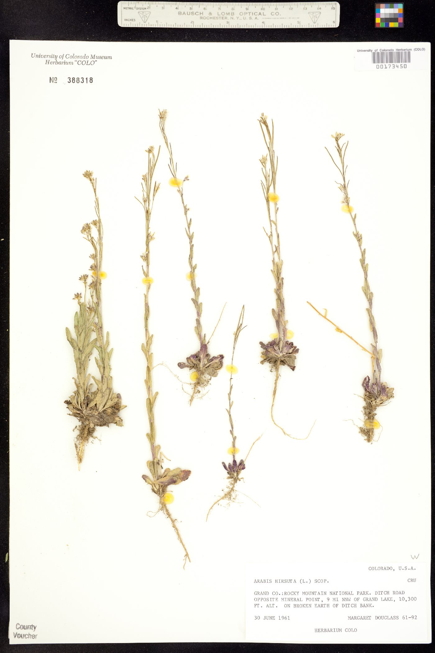 Arabis pycnocarpa image