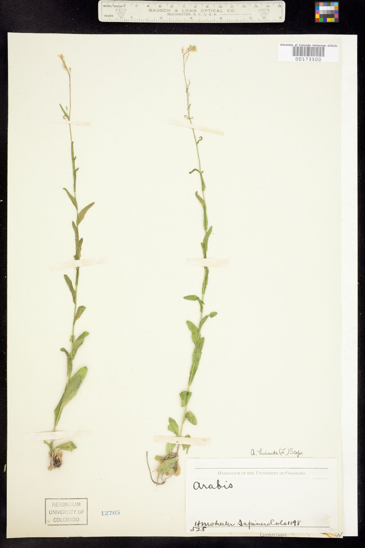 Arabis hirsuta image