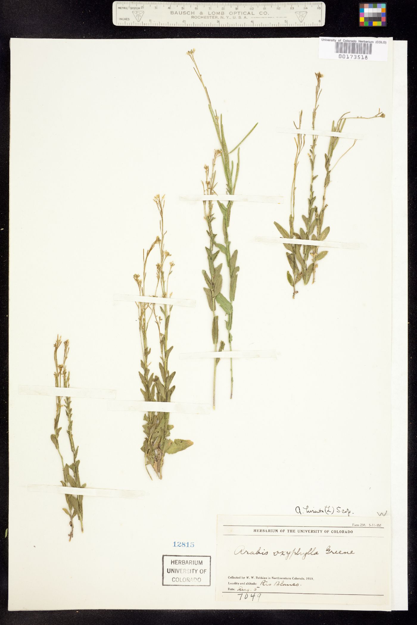 Arabis hirsuta image