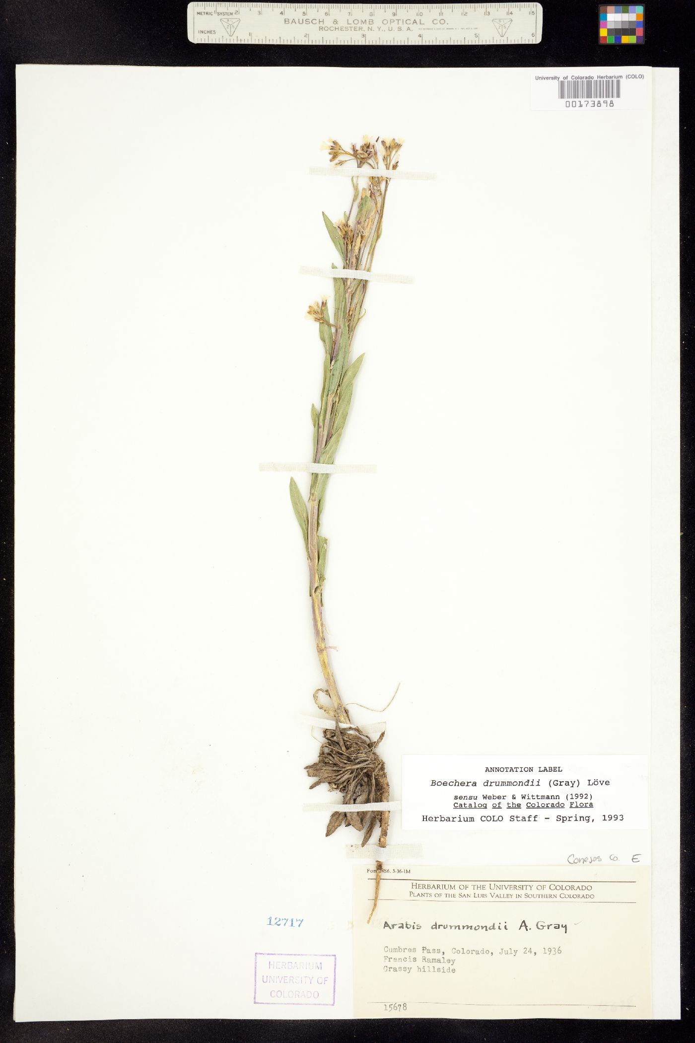 Boechera stricta image