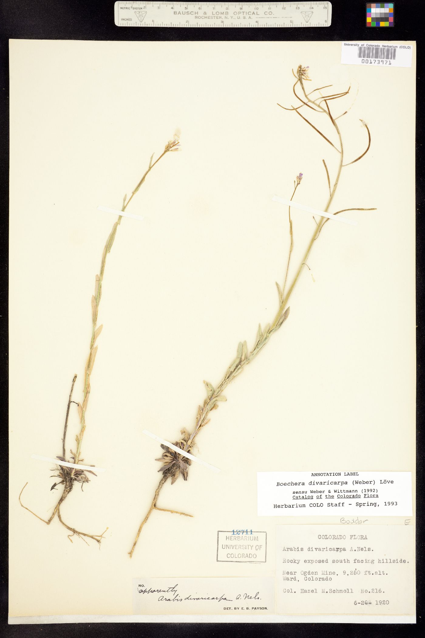 Boechera divaricarpa image