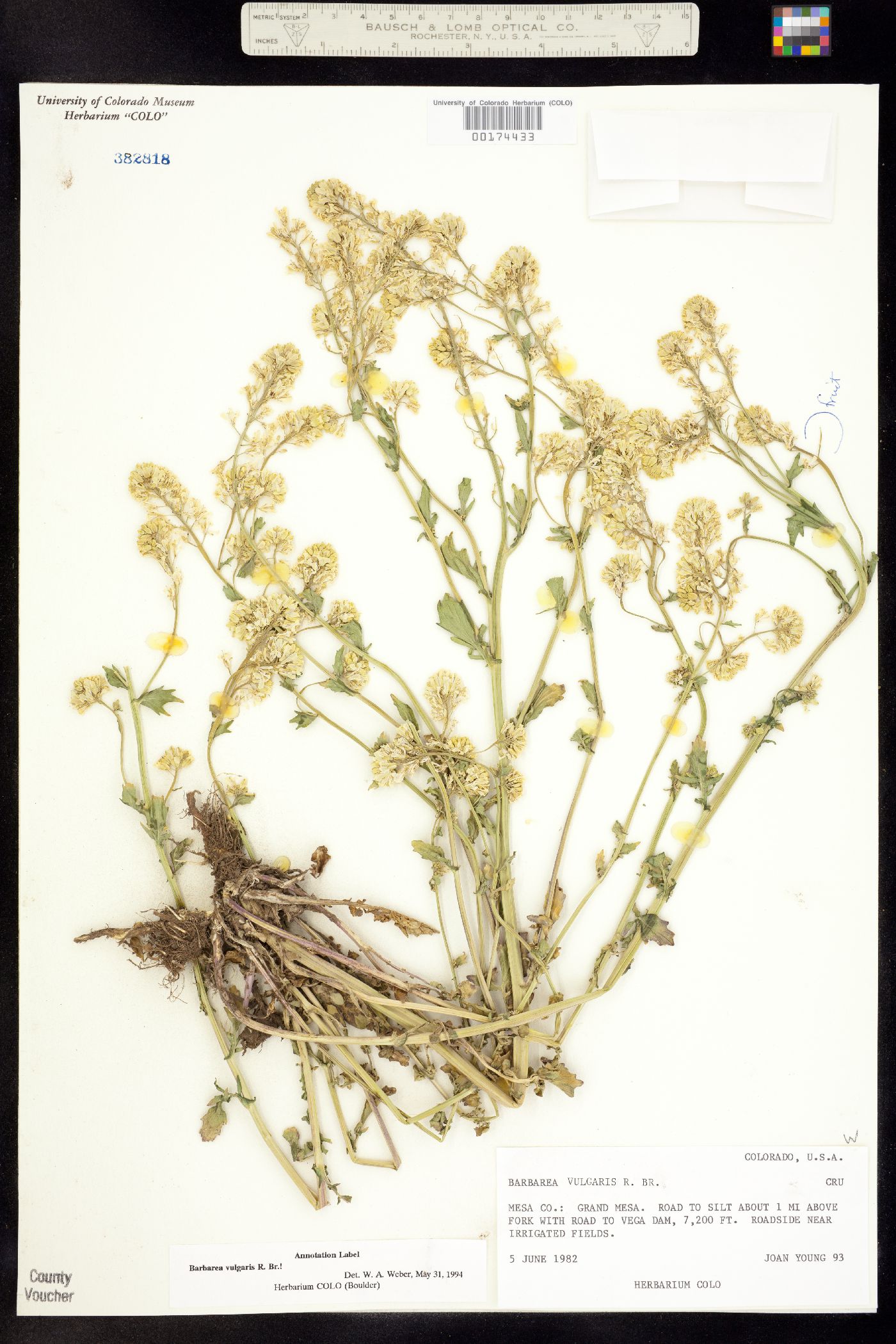 Barbarea vulgaris image