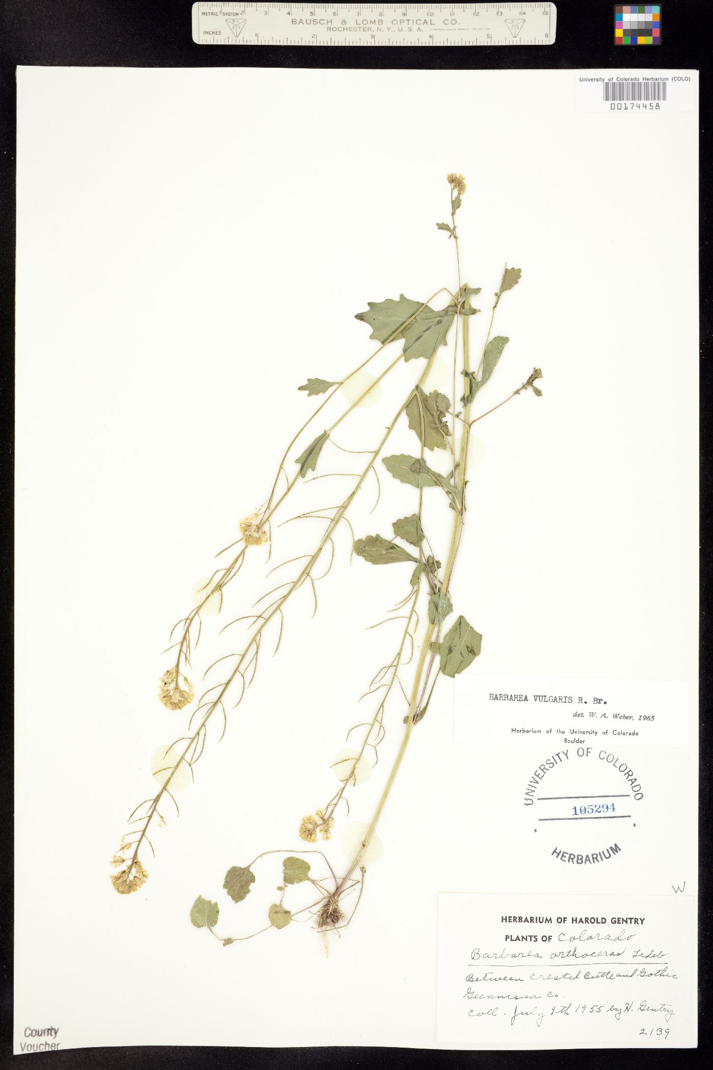 Barbarea vulgaris image