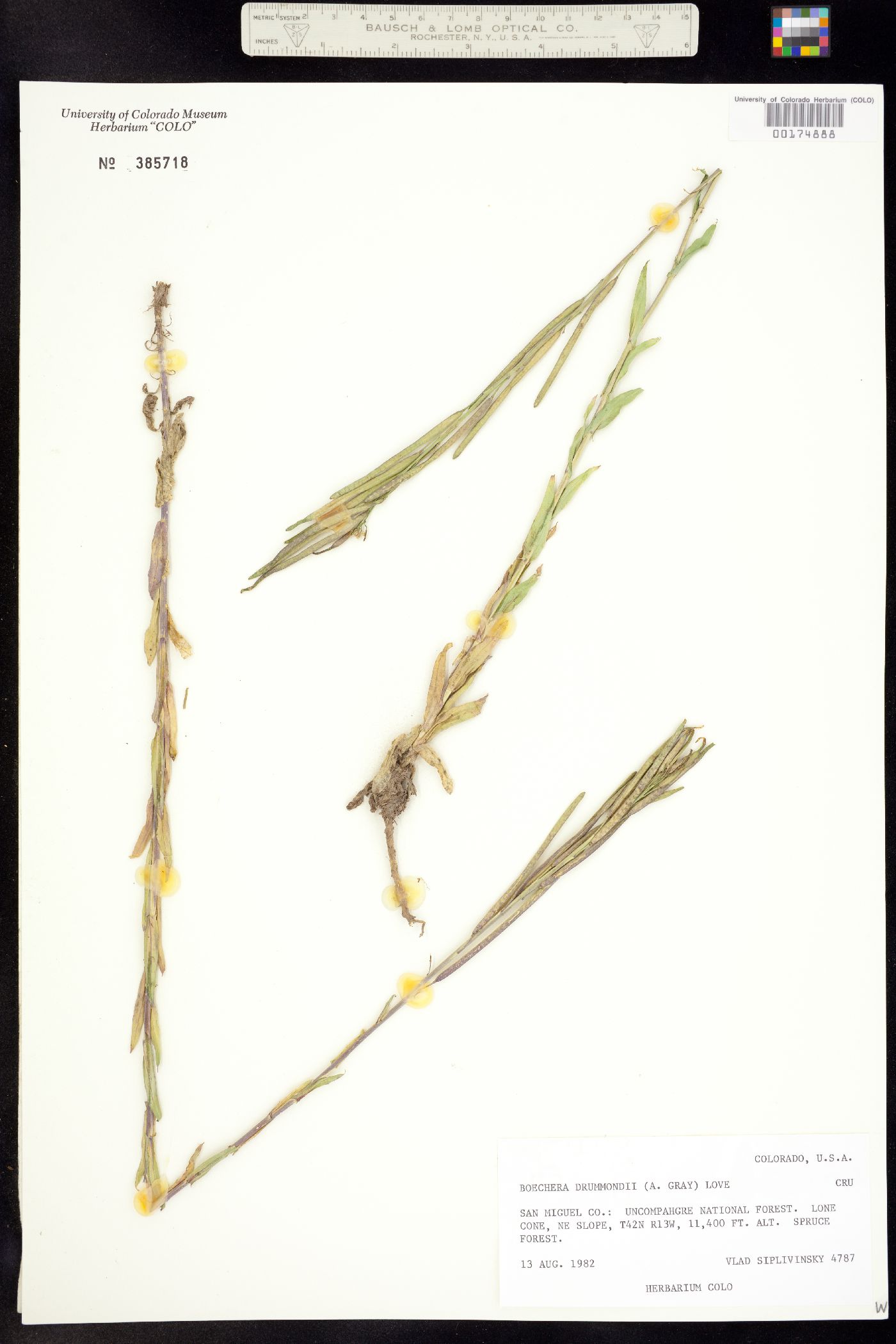 Boechera stricta image