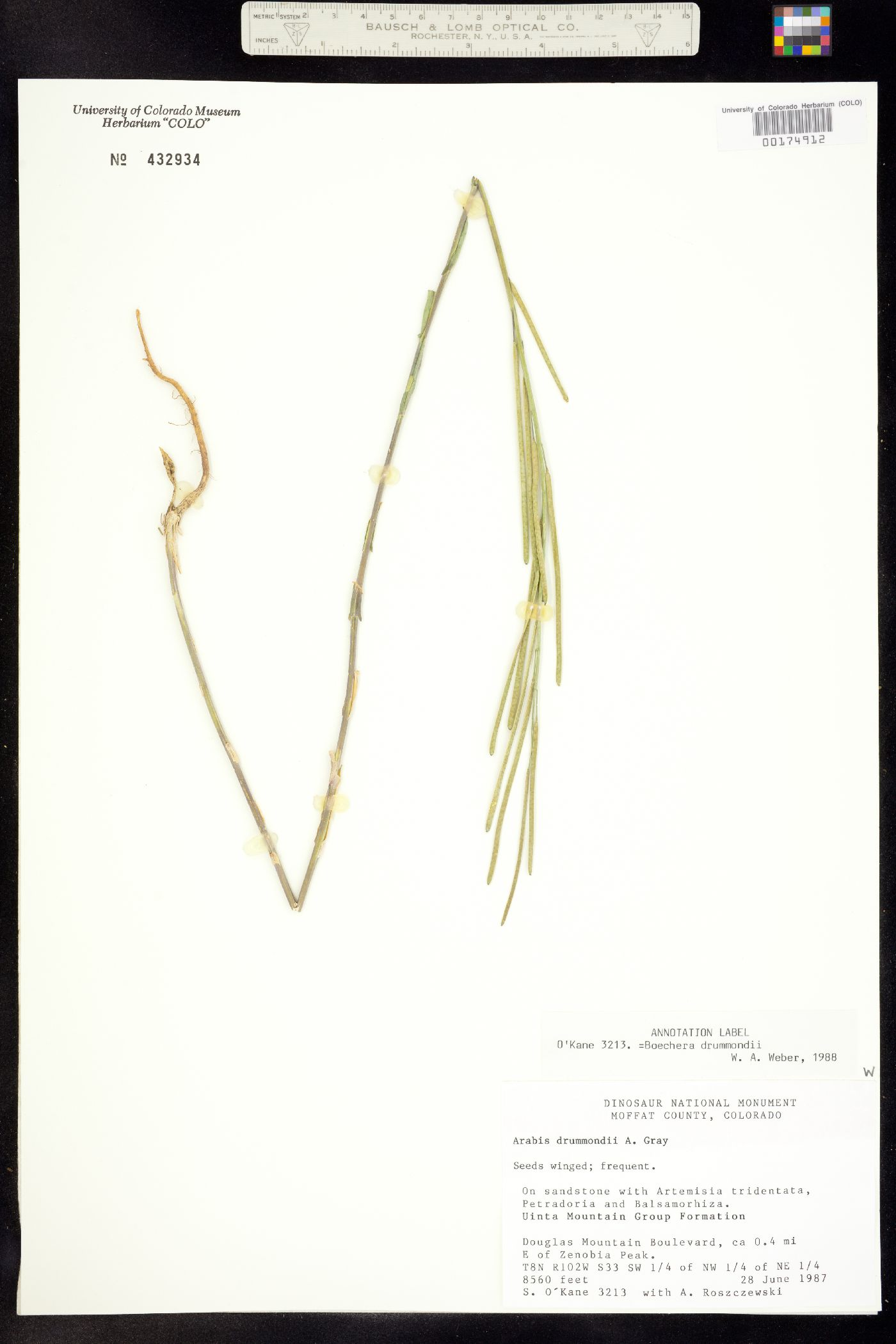 Boechera stricta image