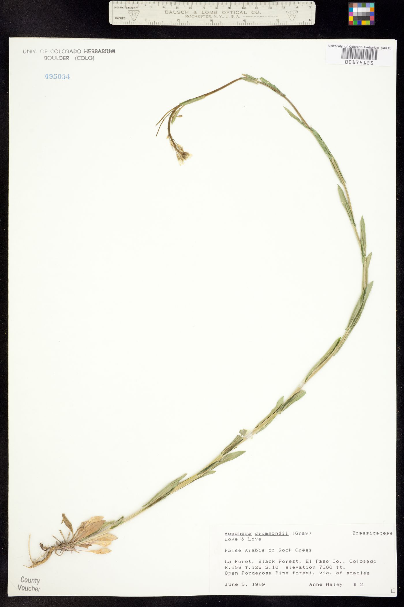 Boechera stricta image