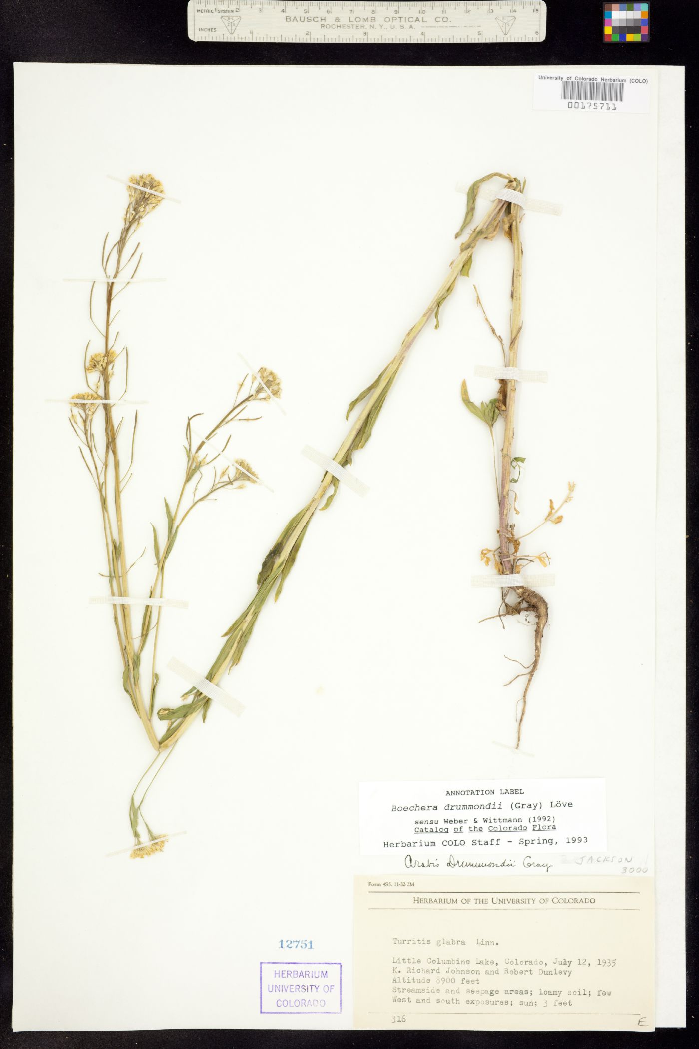 Boechera image
