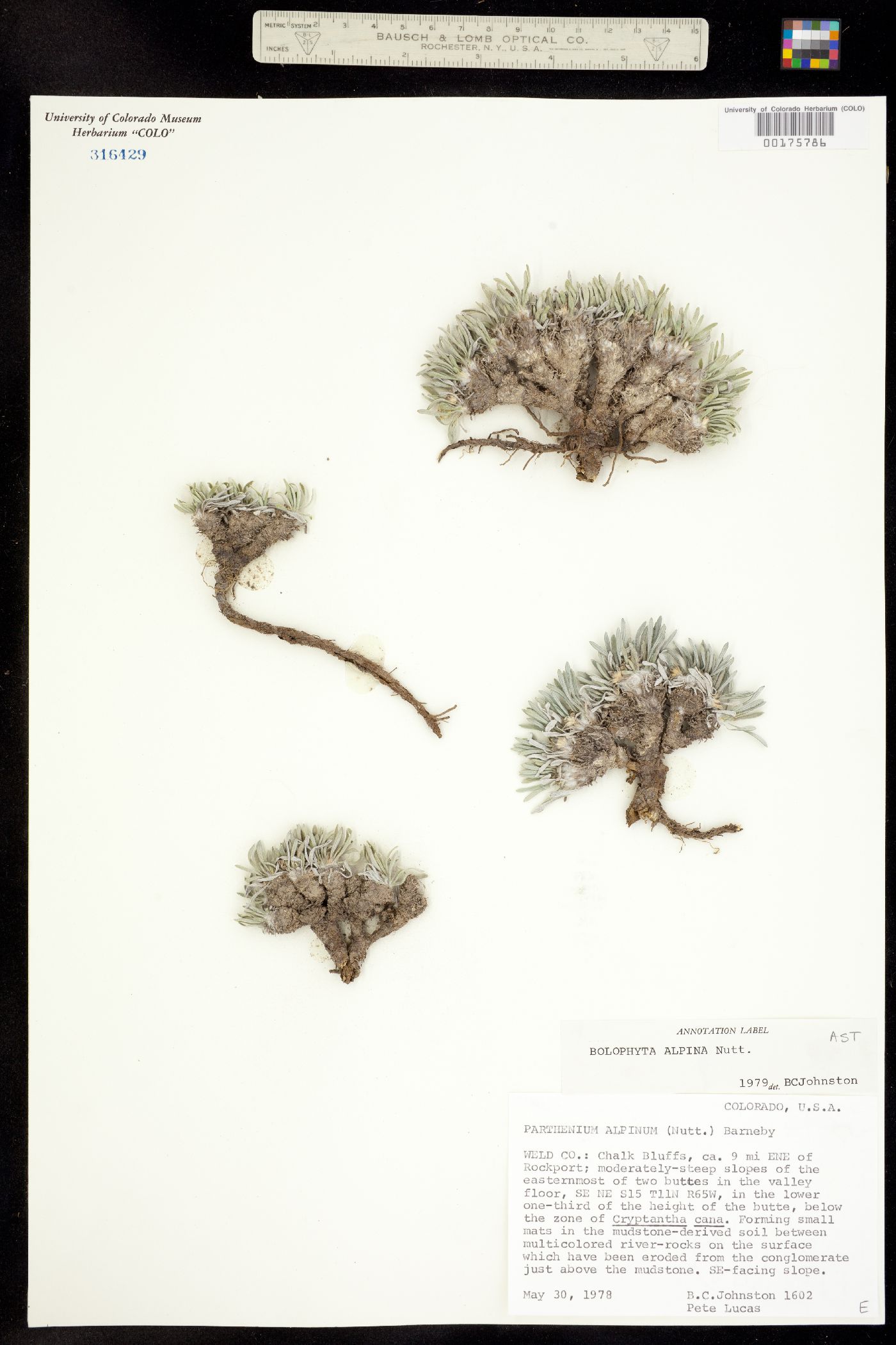 Bolophyta alpina image